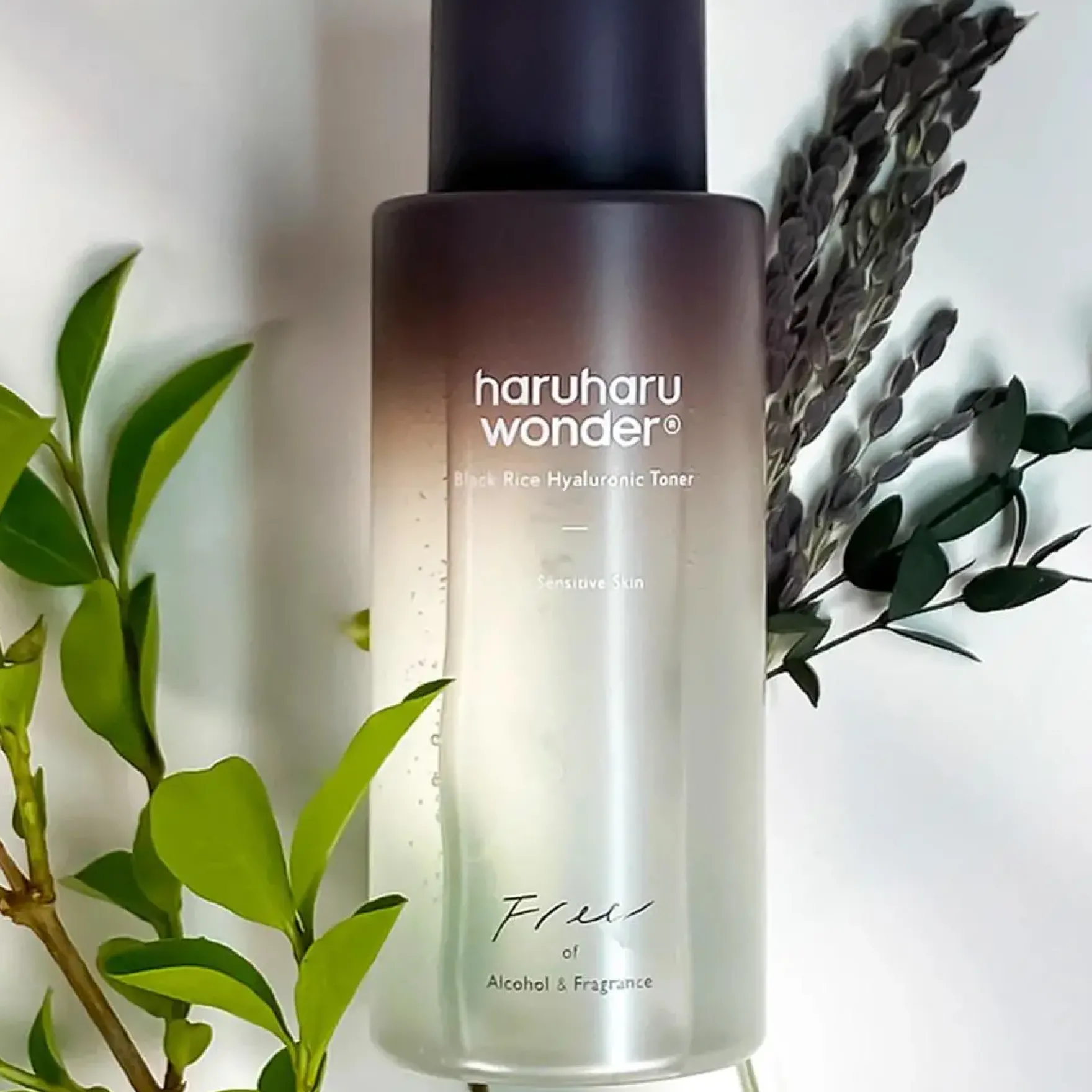 Black Rice Hyaluronic Toner Fragrance Free